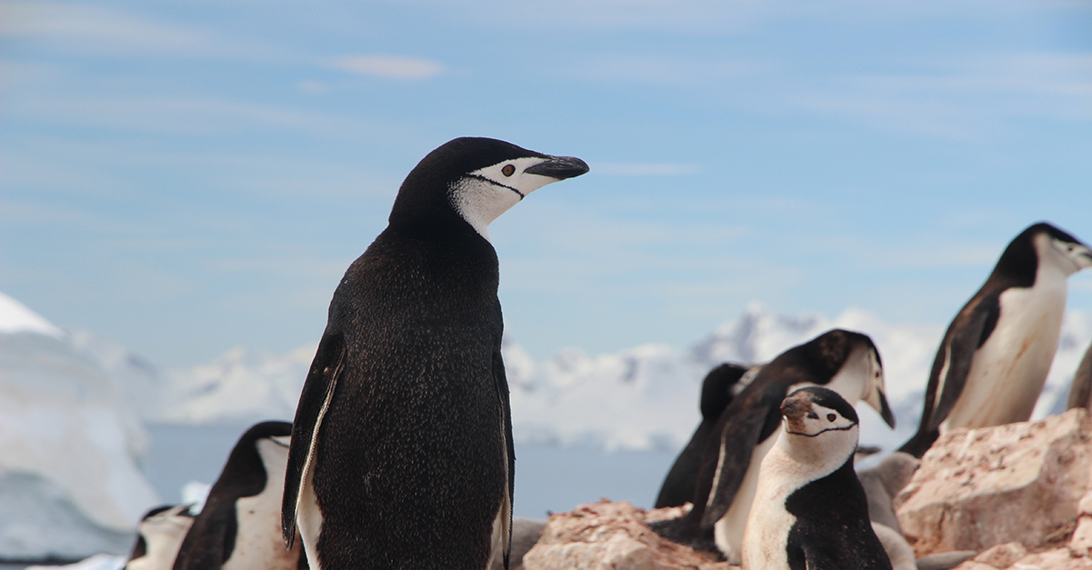 OMG | What Is Google Penguin?