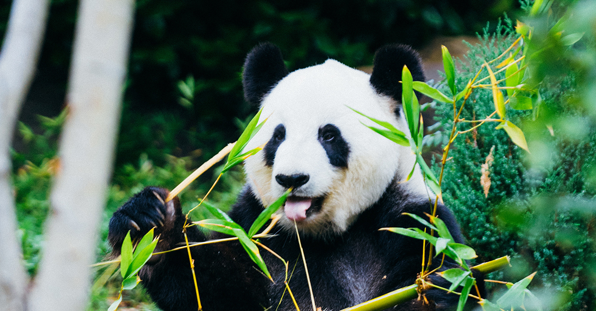 OMG | What is Google Panda?