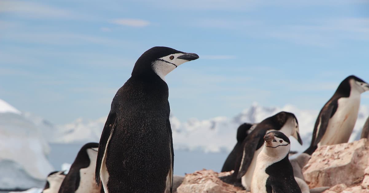 What Is Google Penguin?