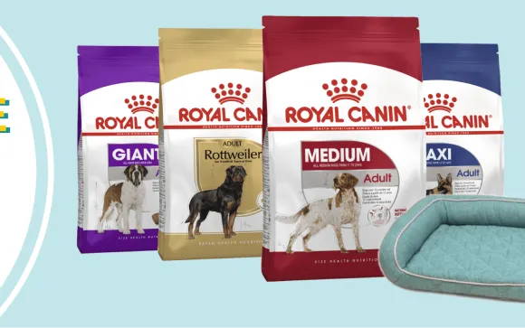 How Net To Pet Generated 220% More Organic Traffic