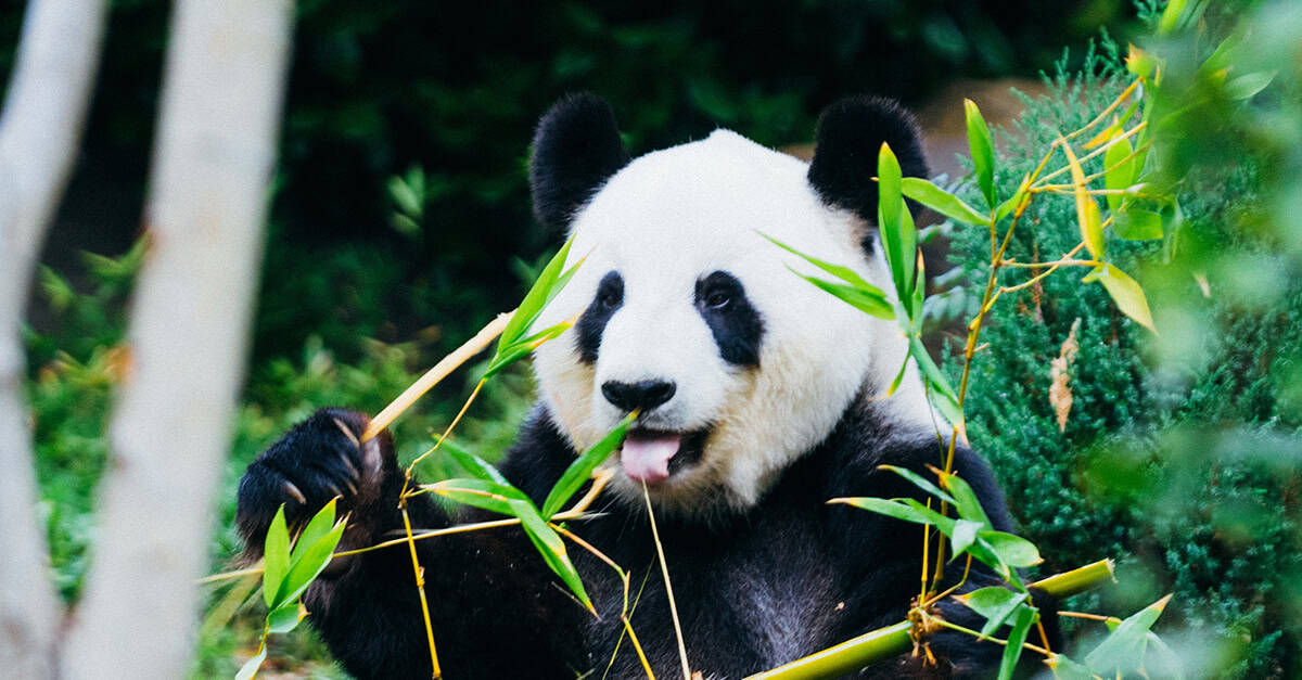 What is Google Panda?